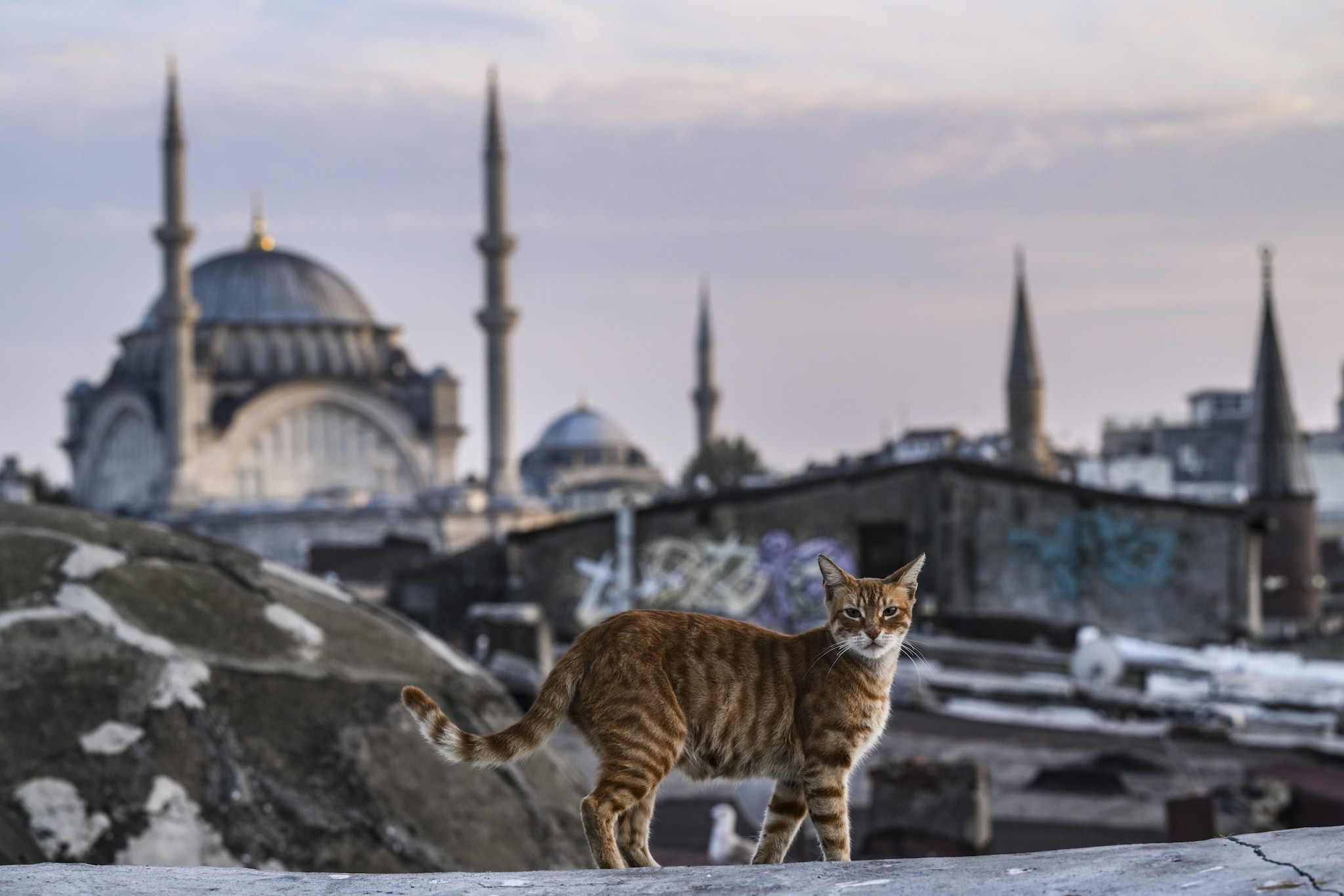 Un gatto tra i monumenti della città di Istanbul