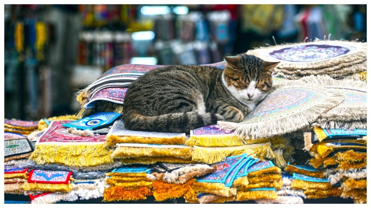 Un gatto dorme sui tappeti al mercato di Istanbul