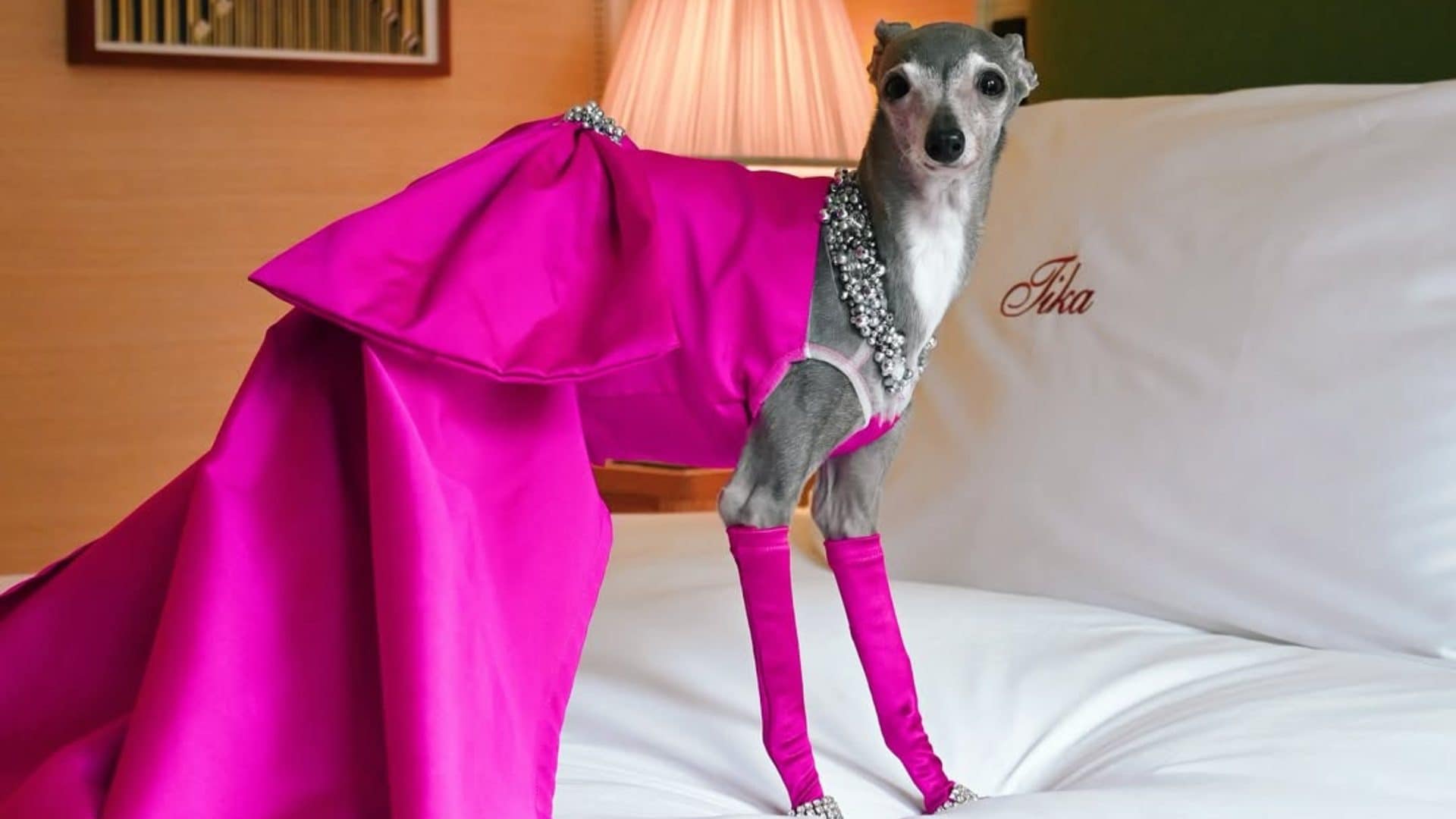 Tika the Iggy, il cane dai look trendy è morto dopo un intervento: era una star dei social