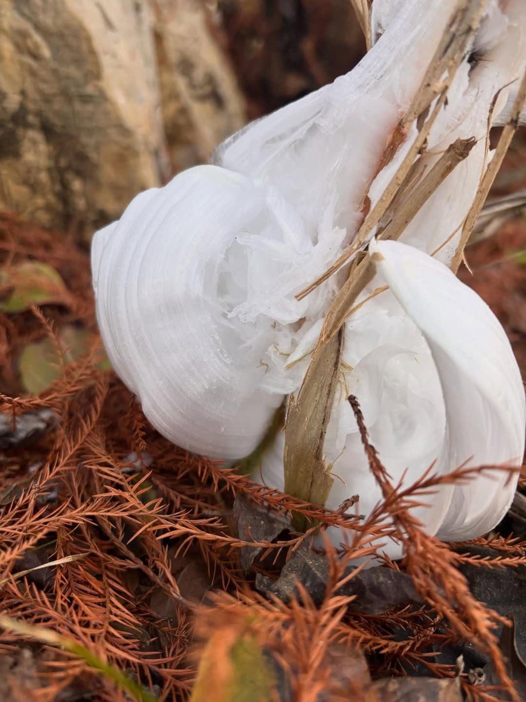 Frost Flowers