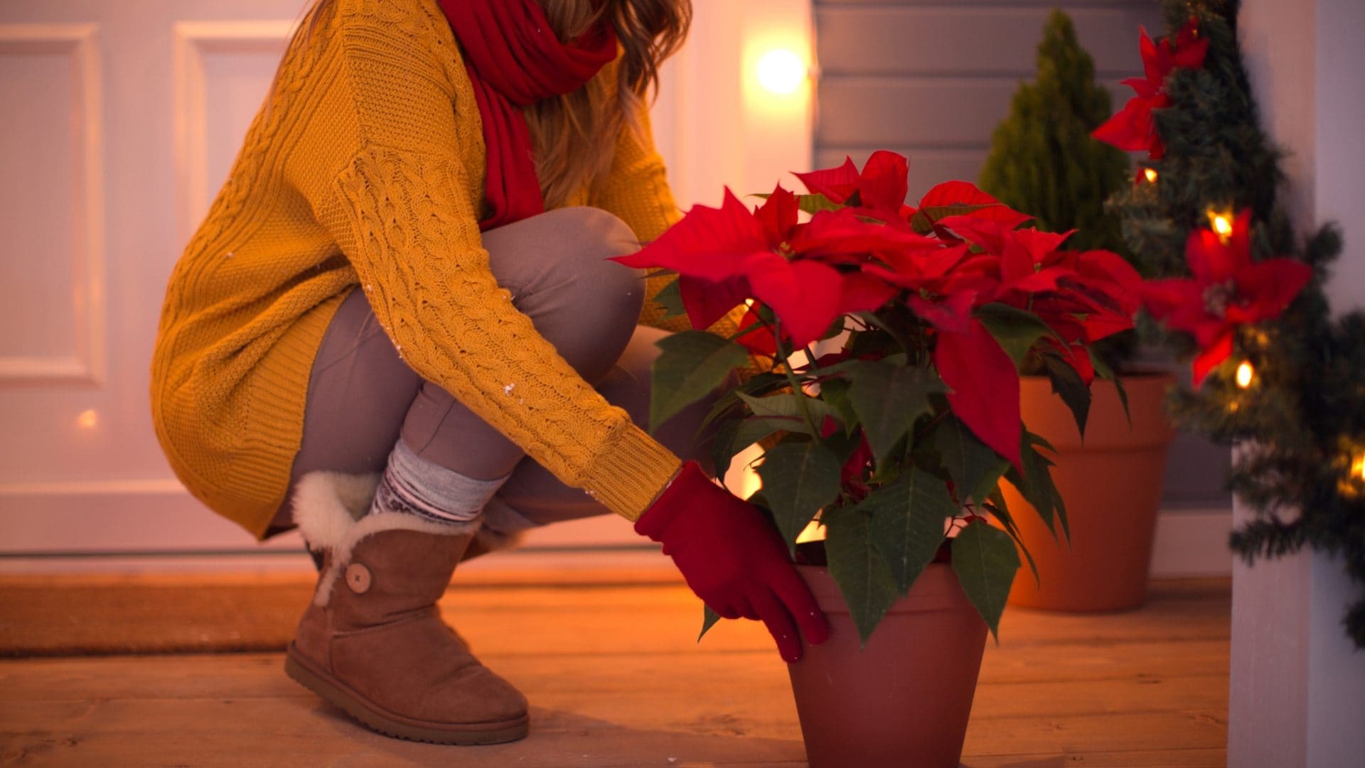 Perché le stelle di Natale sono le piante delle feste (e da dove deriva il loro nome)