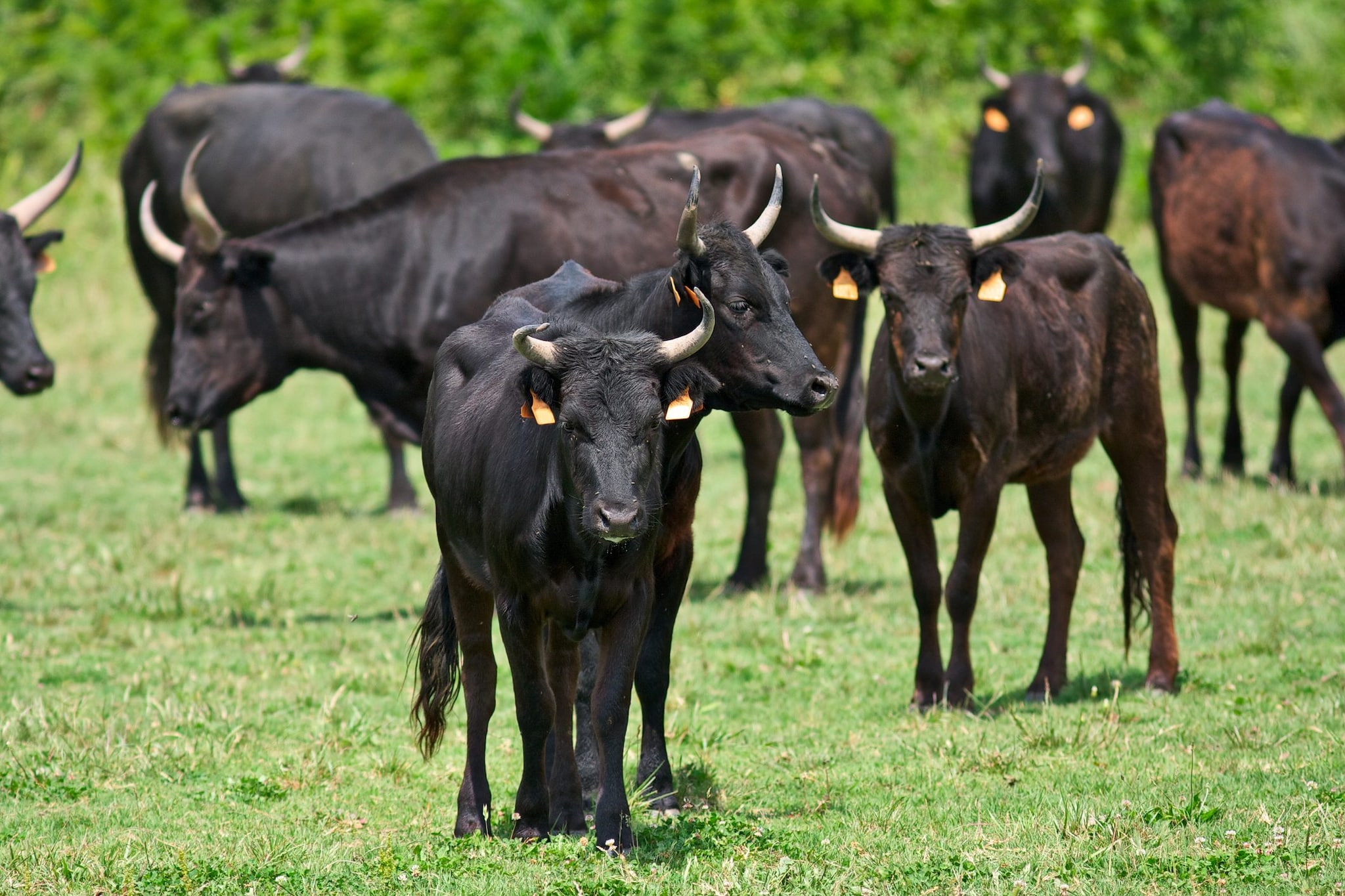 I tori della Camargue