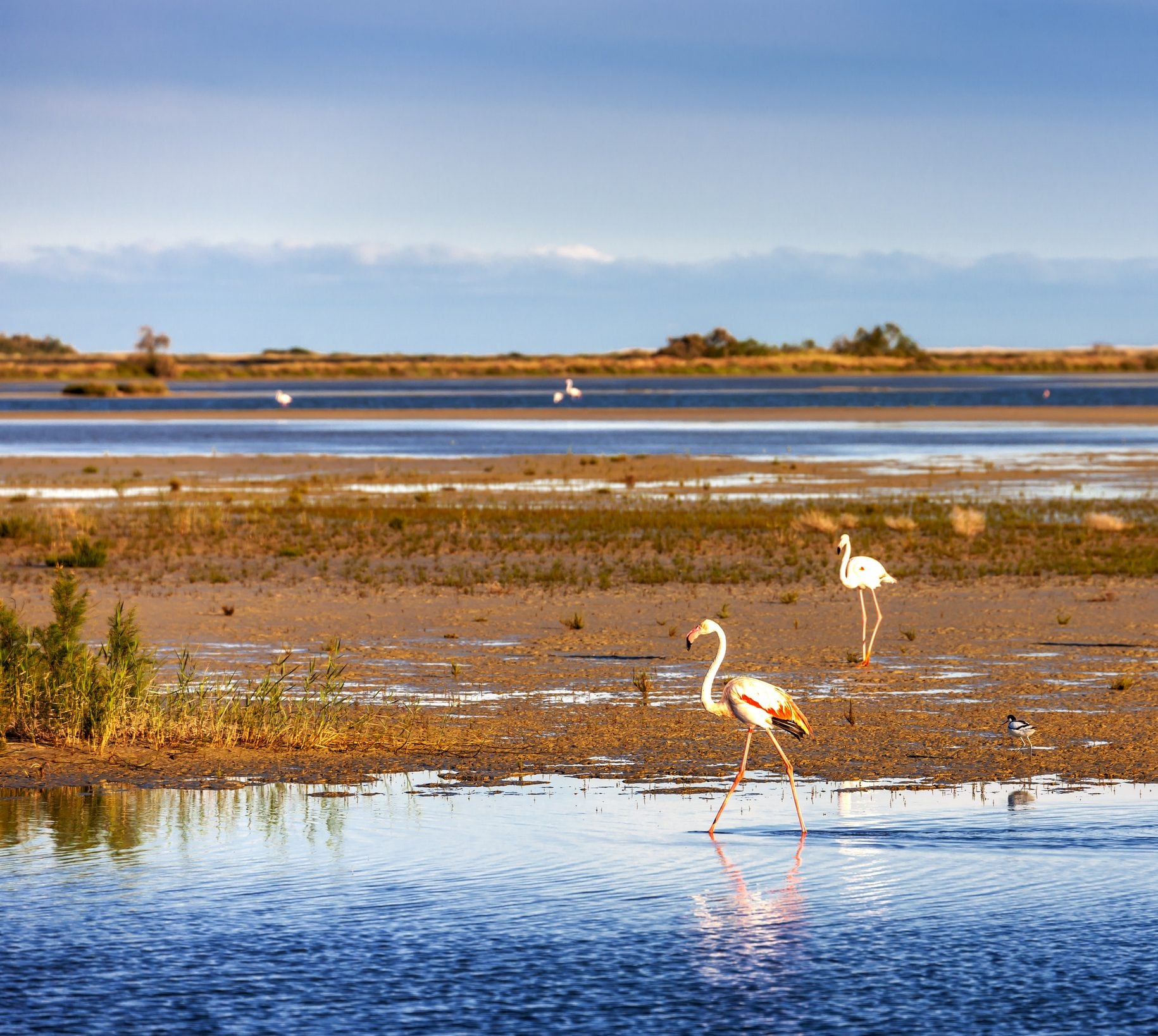 La Camargue, Francia