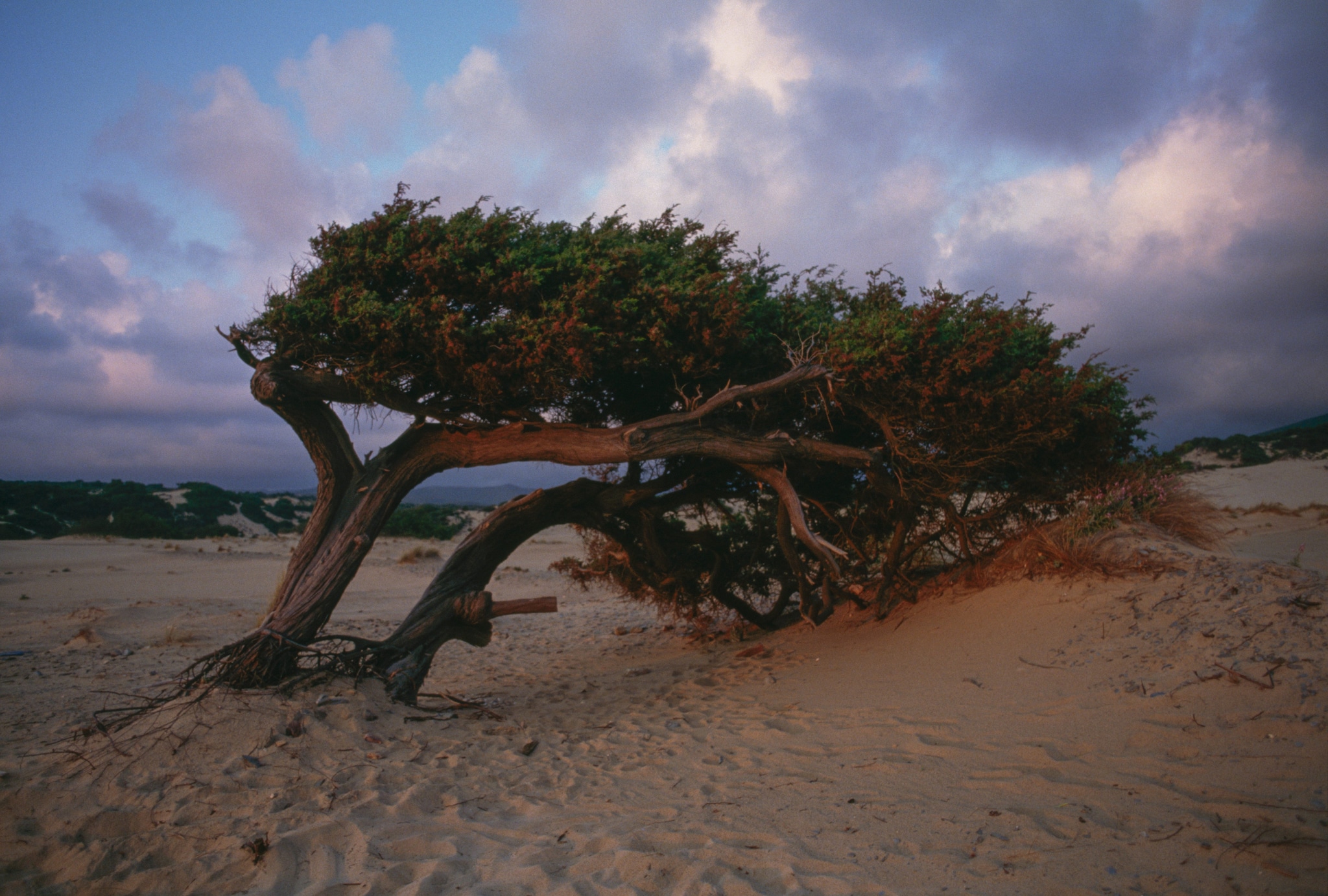 La natura delle dune
