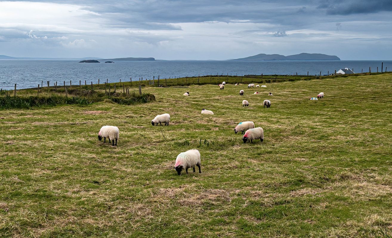 Pecore al pascolo sull’isola di Clare