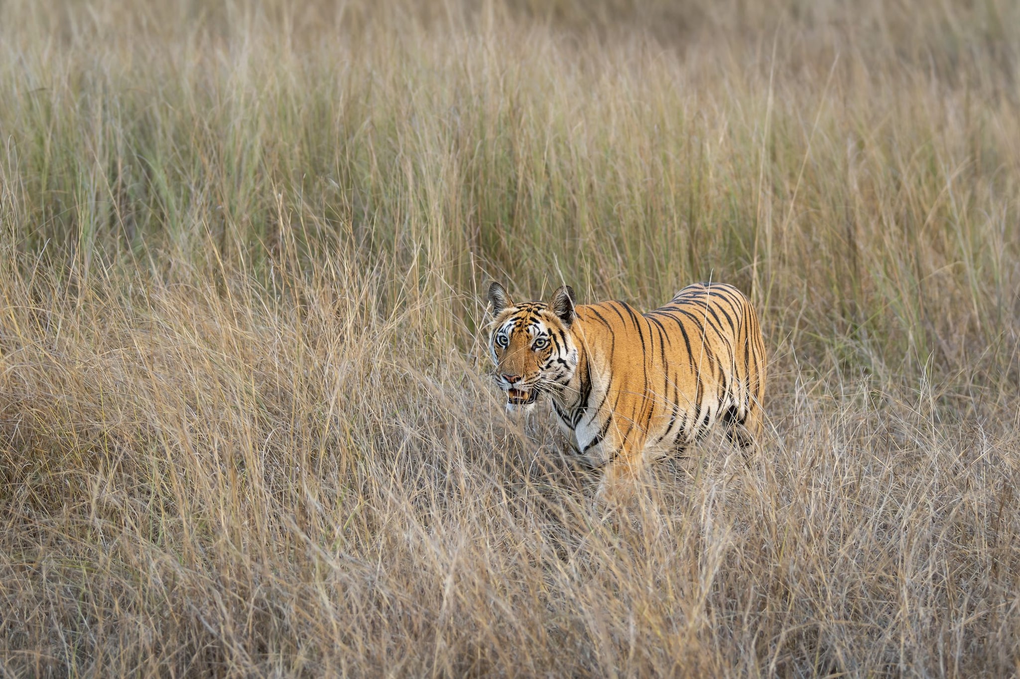 Tigre nel Parco Nazionale di Bandhavgarh