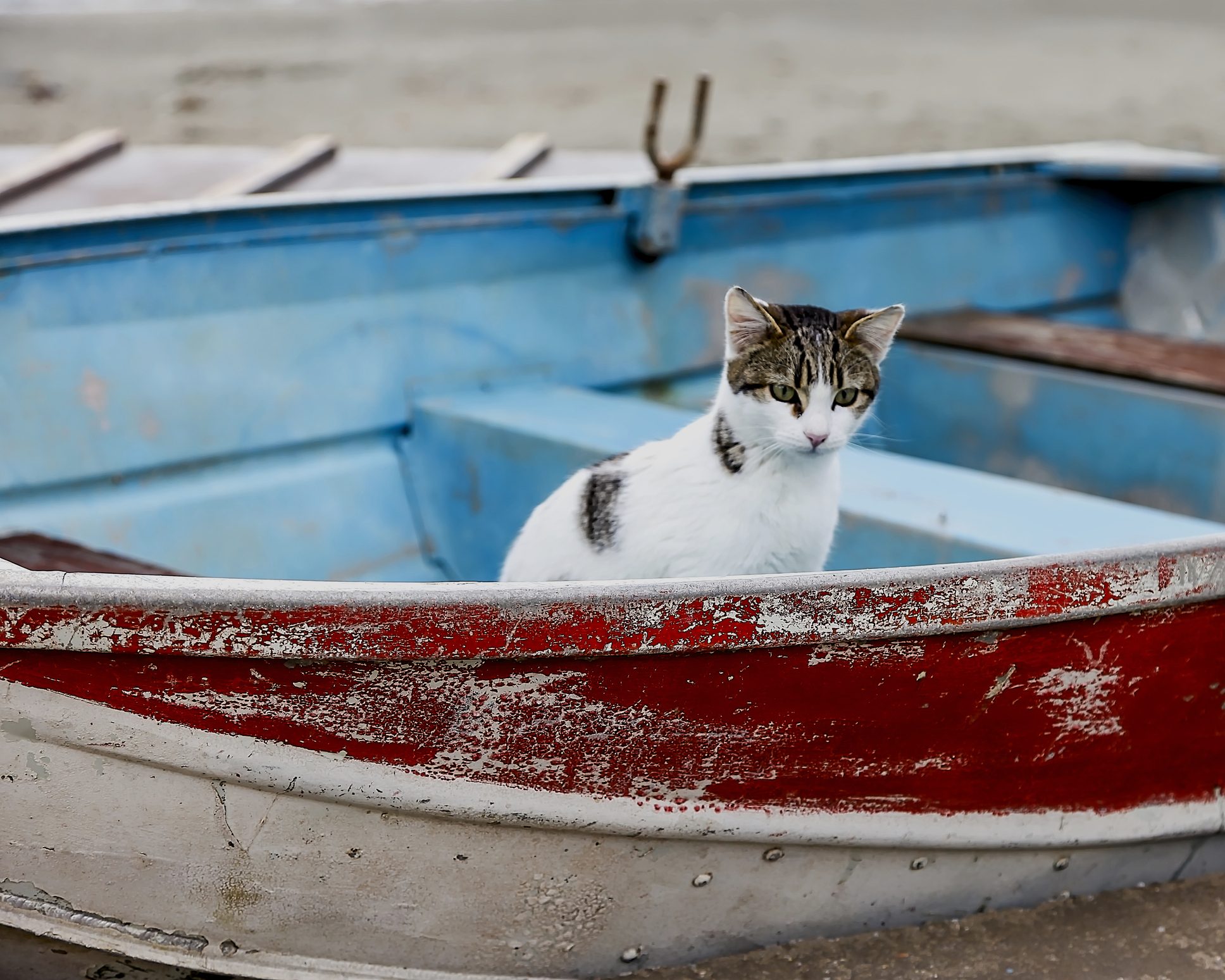 Qual è l’isola che paga vitto e alloggio ai turisti che si prendono cura dei gatti randagi