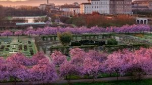 La fioritura di ciliegi più bella d'Italia si trova a Reggia Venaria, quando andare e gli eventi da non perdere
