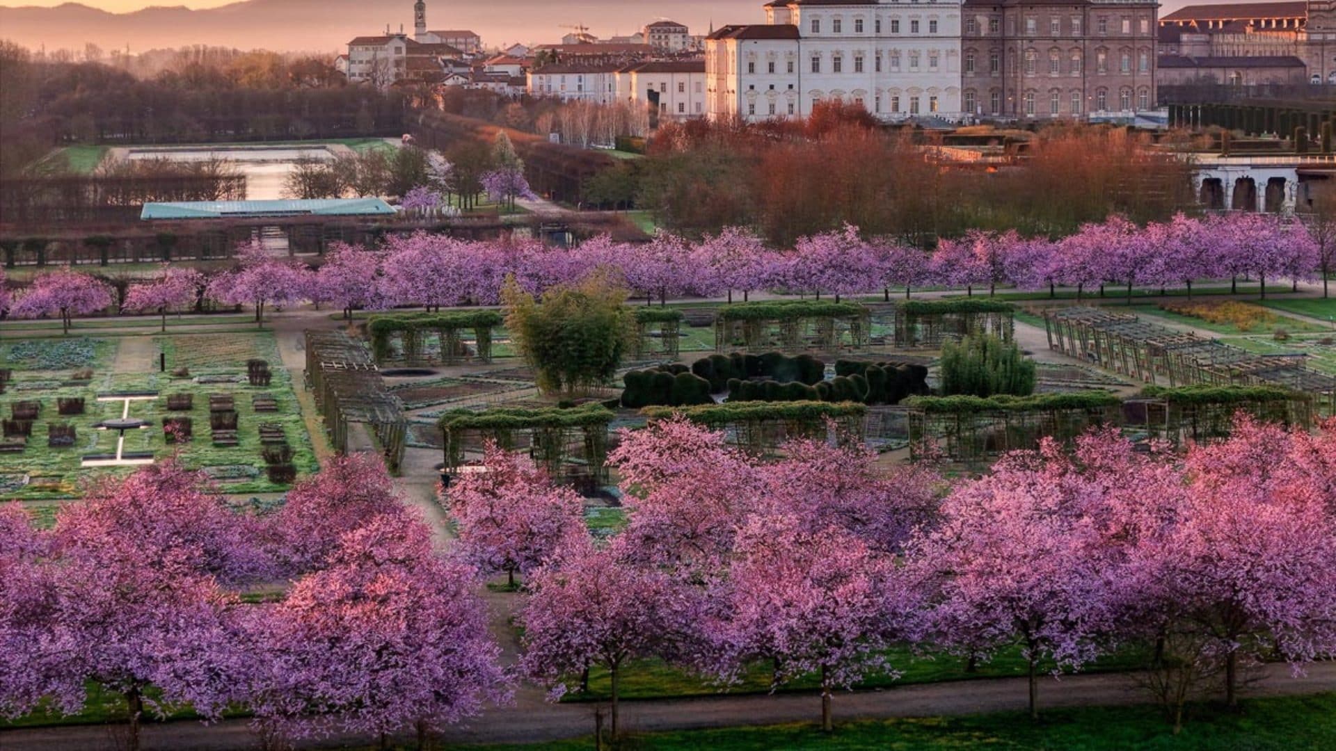 La fioritura di ciliegi più bella d'Italia si trova a Reggia Venaria, quando andare e gli eventi da non perdere