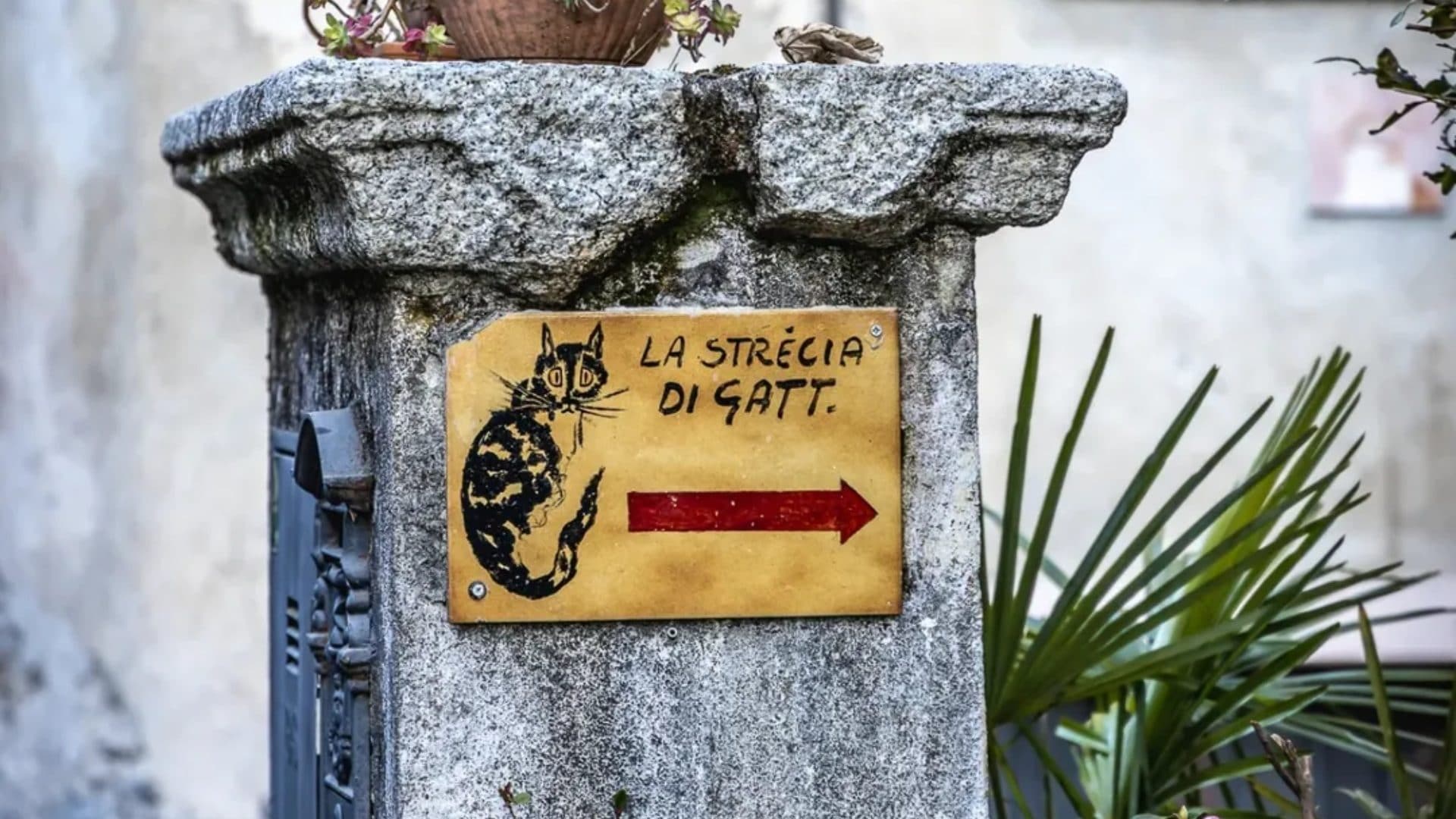 Dove si trova Brolo, il borgo dei gatti