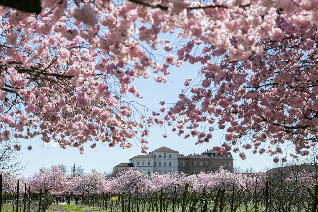 Ciliegi in fiore alla Reggia