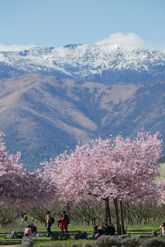 Ciliegi in fiore e persone che fanno picnic alla Reggia di Venaria