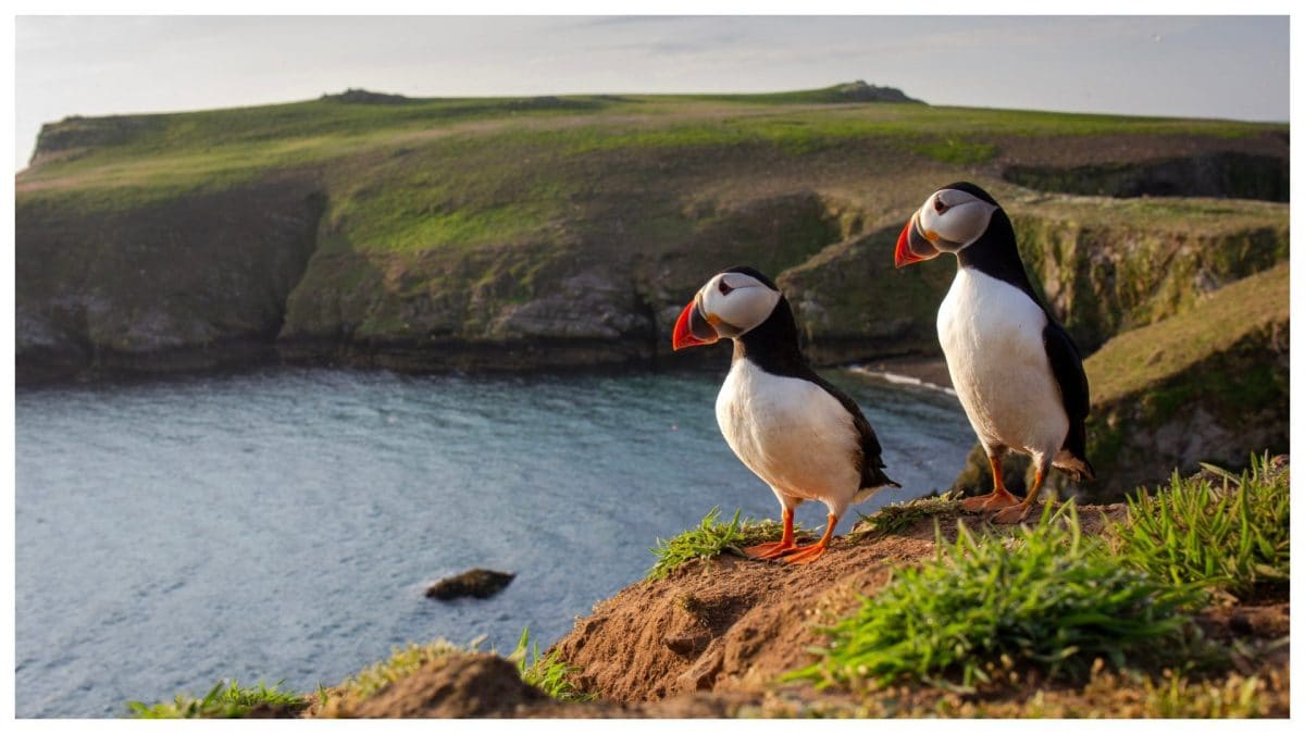 L’isola di Skomer, Galles