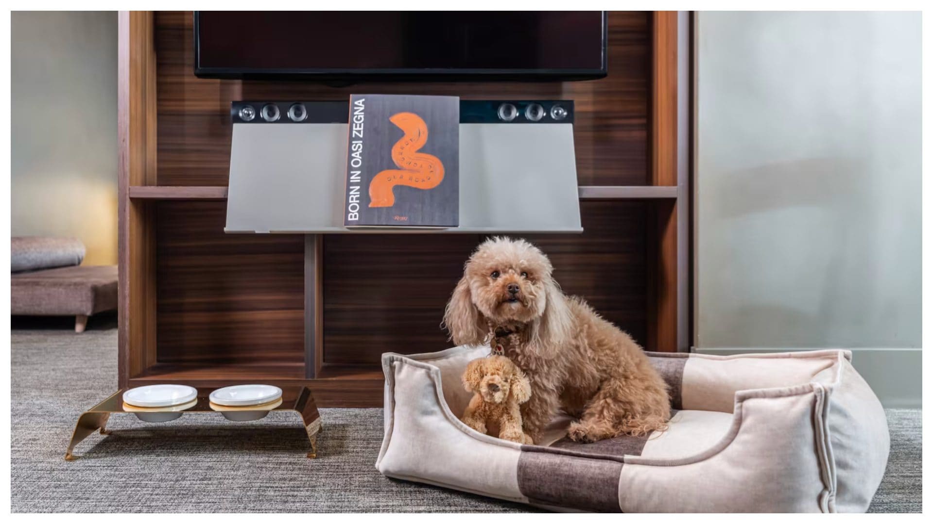 La prima suite per cani in un hotel di lusso: nelle camere ci sono la dog tv e le piante antiveleno