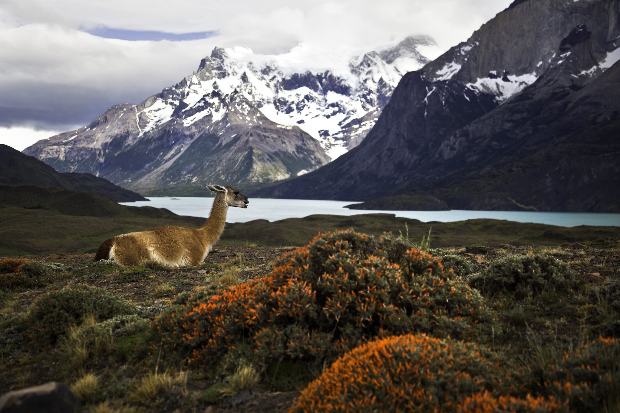 Torres del Paine