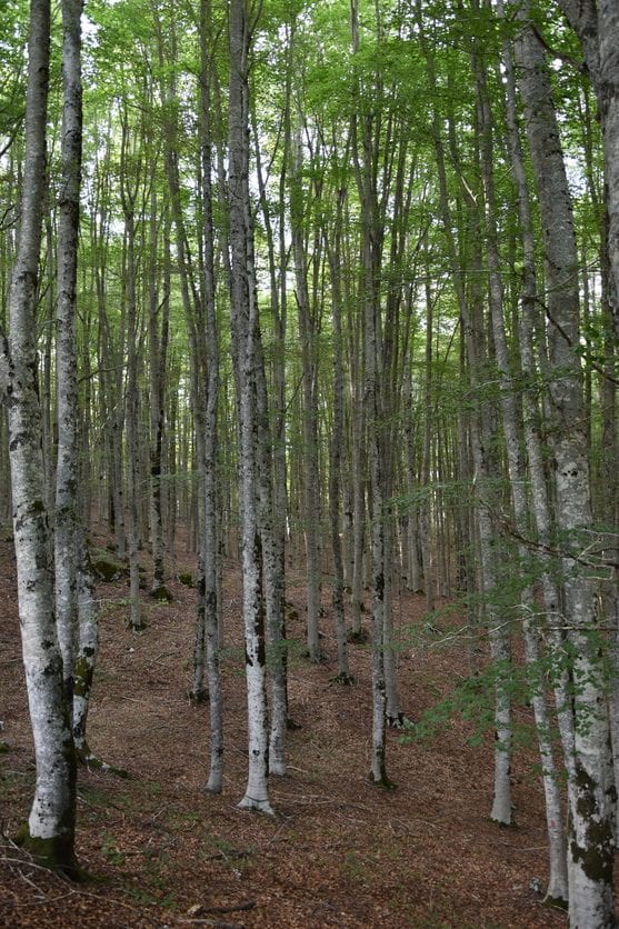 Uno dei boschi tipici del Cammino