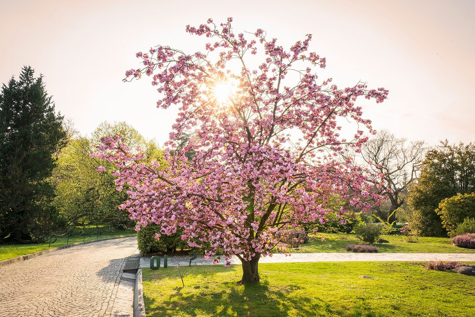 Villa Taranto, i Giardini botanici