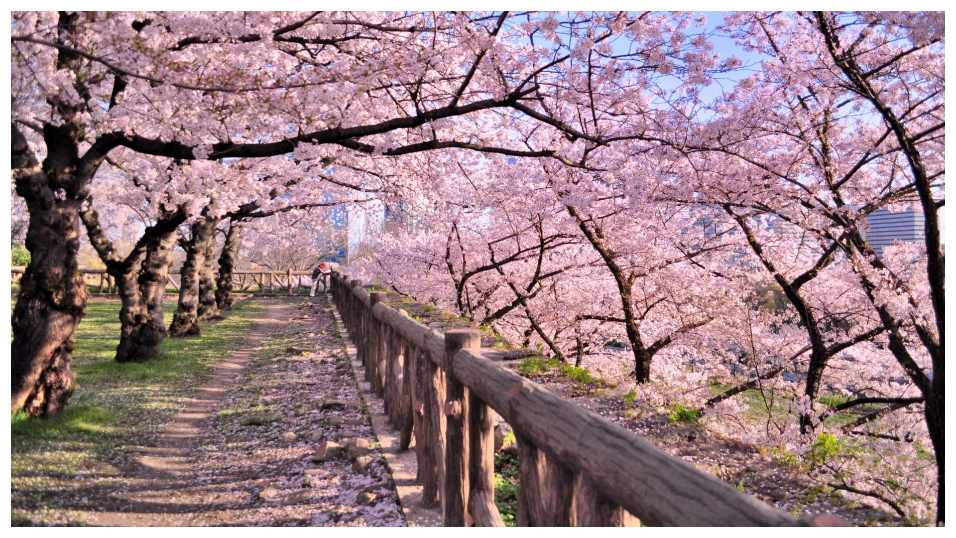 Giappone ancora vittima dell'overtourism: la città di Fujiyoshida annulla il festival dei fiori di ciliegio