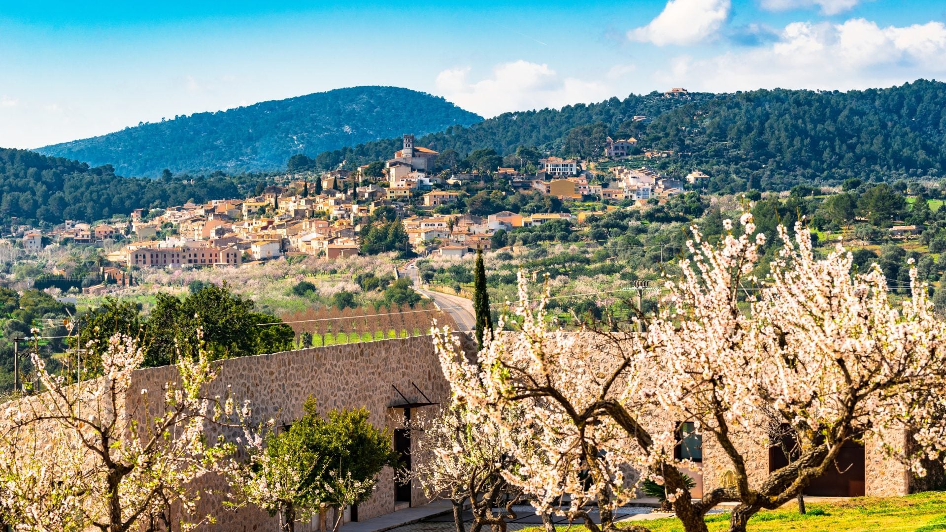 Qual è la città europea in cui si possono vedere i ciliegi in fiore (come in Giappone)