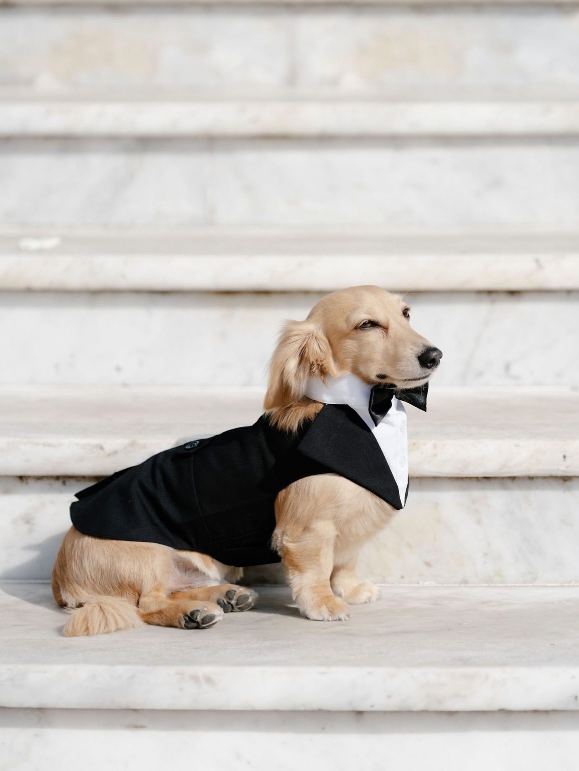 Il cagnolino Leo in smoking