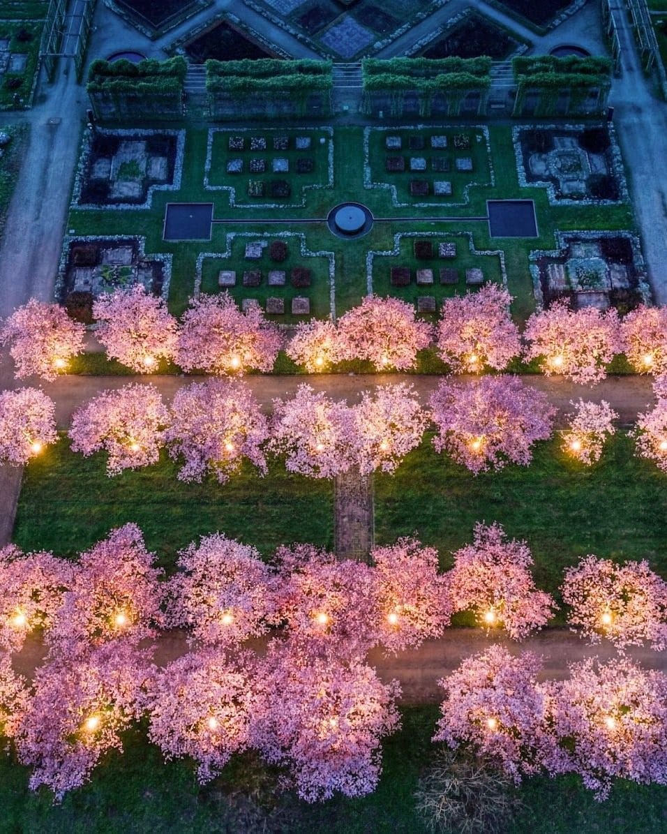 Una sera sotto i ciliegi in fiore