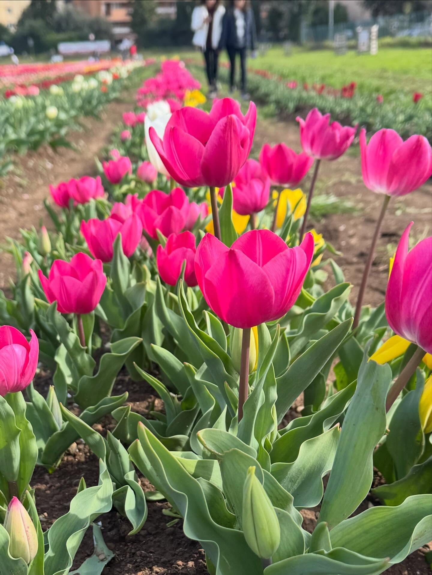 Tulipark Roma