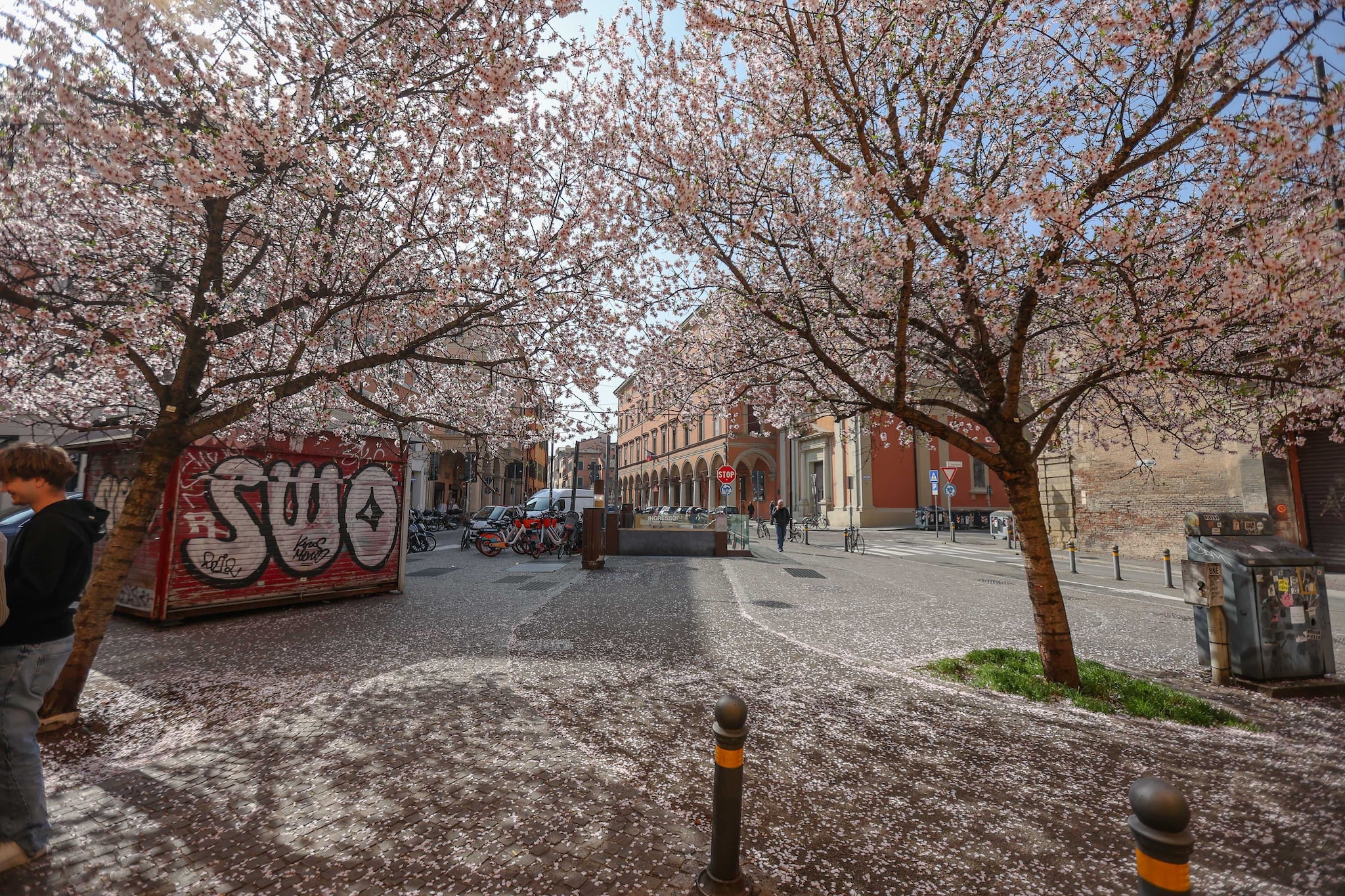 Bologna, la fioritura di via d’Azeglio