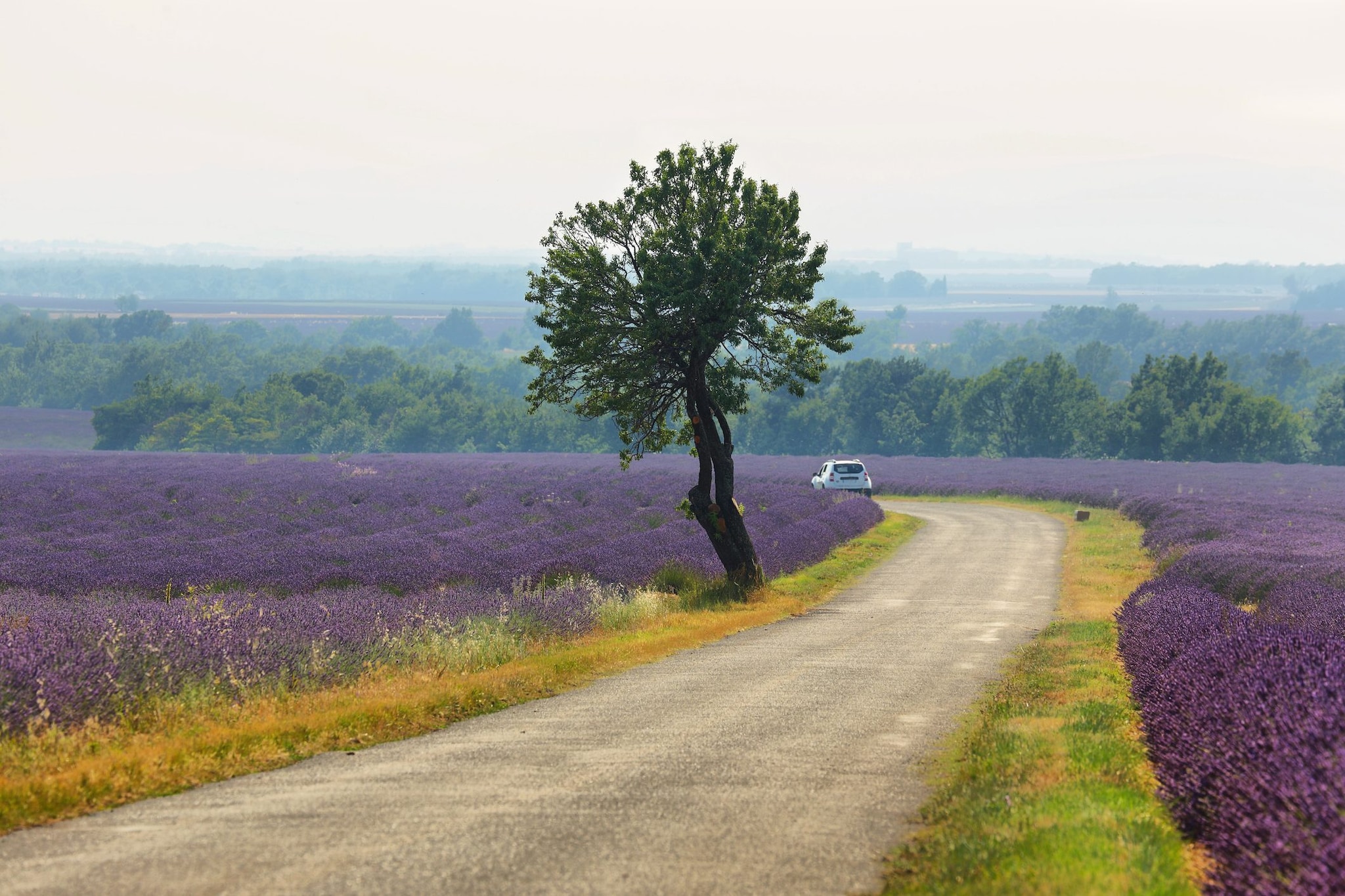 Campo di lavanda a Saint Jurs, Provenza