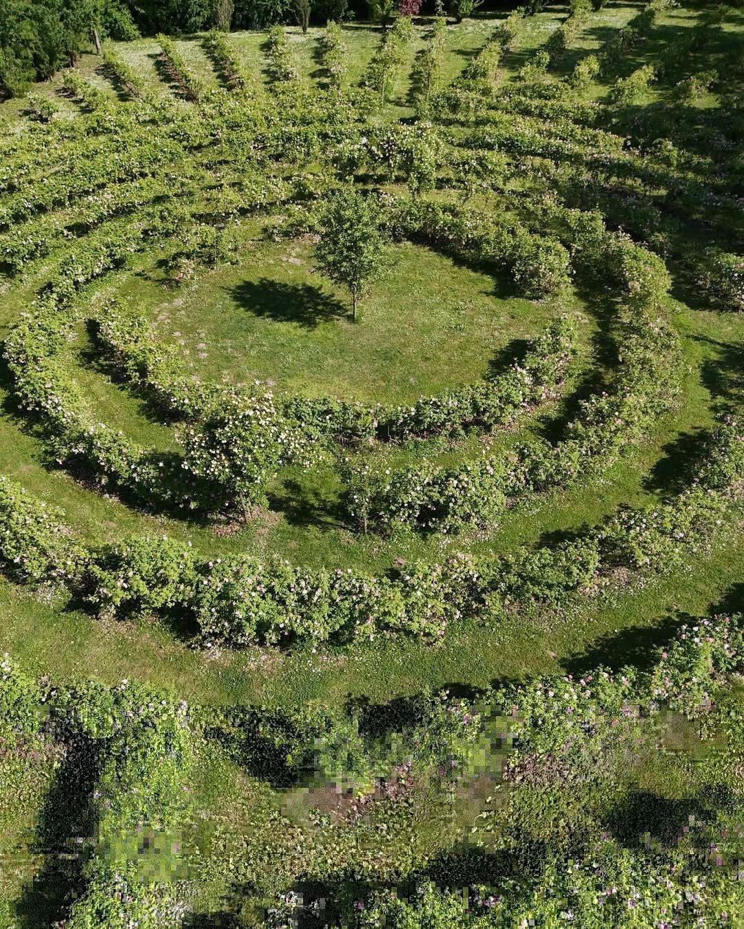 Cordovado, il labirinto di rose