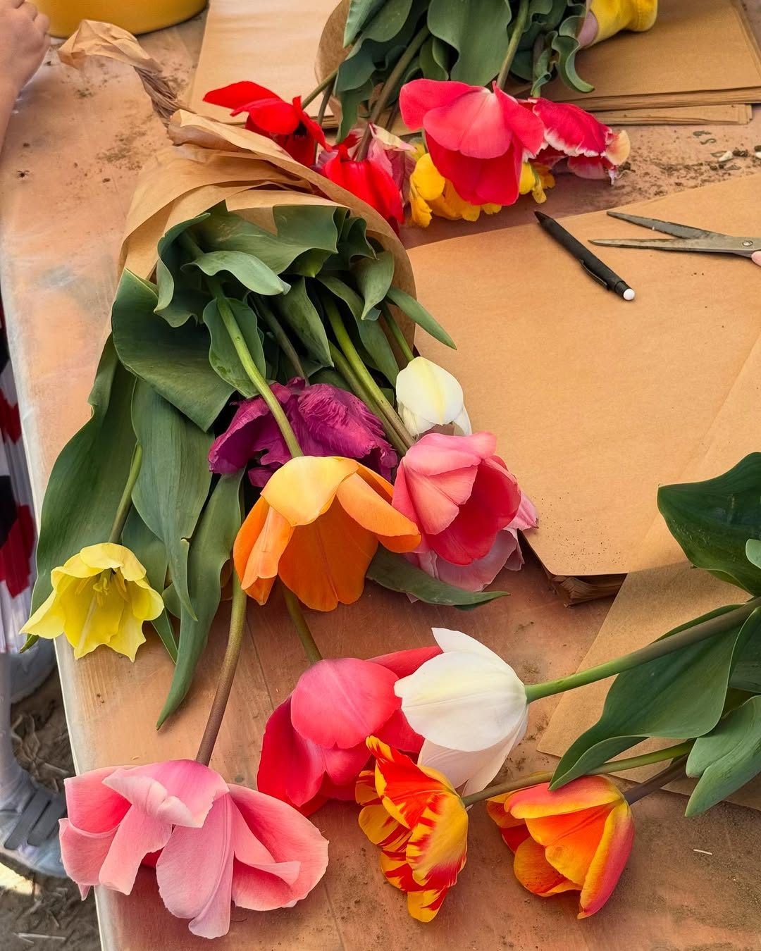 Dei tulipani di Favria