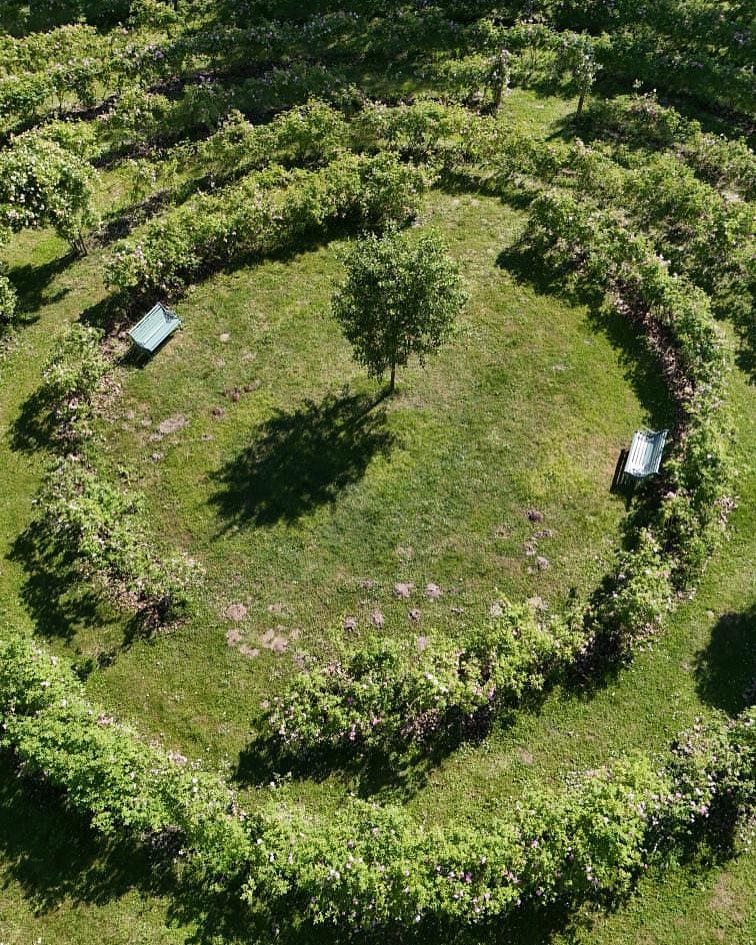 Dettaglio del labirinto di rose del castello di Cordovado