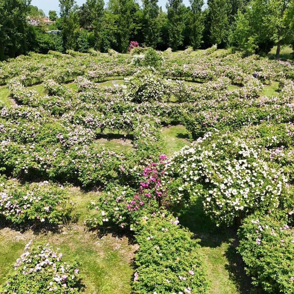 Dettaglio del labirinto di rose di Cordovado