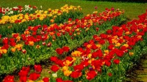 Riapre il Giardino di Rosero, il parco che ospita più di 100mila tulipani (si possono portare anche a casa)