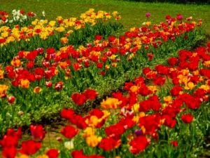 Riapre il Giardino di Rosero, il parco che ospita più di 100mila tulipani (si possono portare anche a casa)