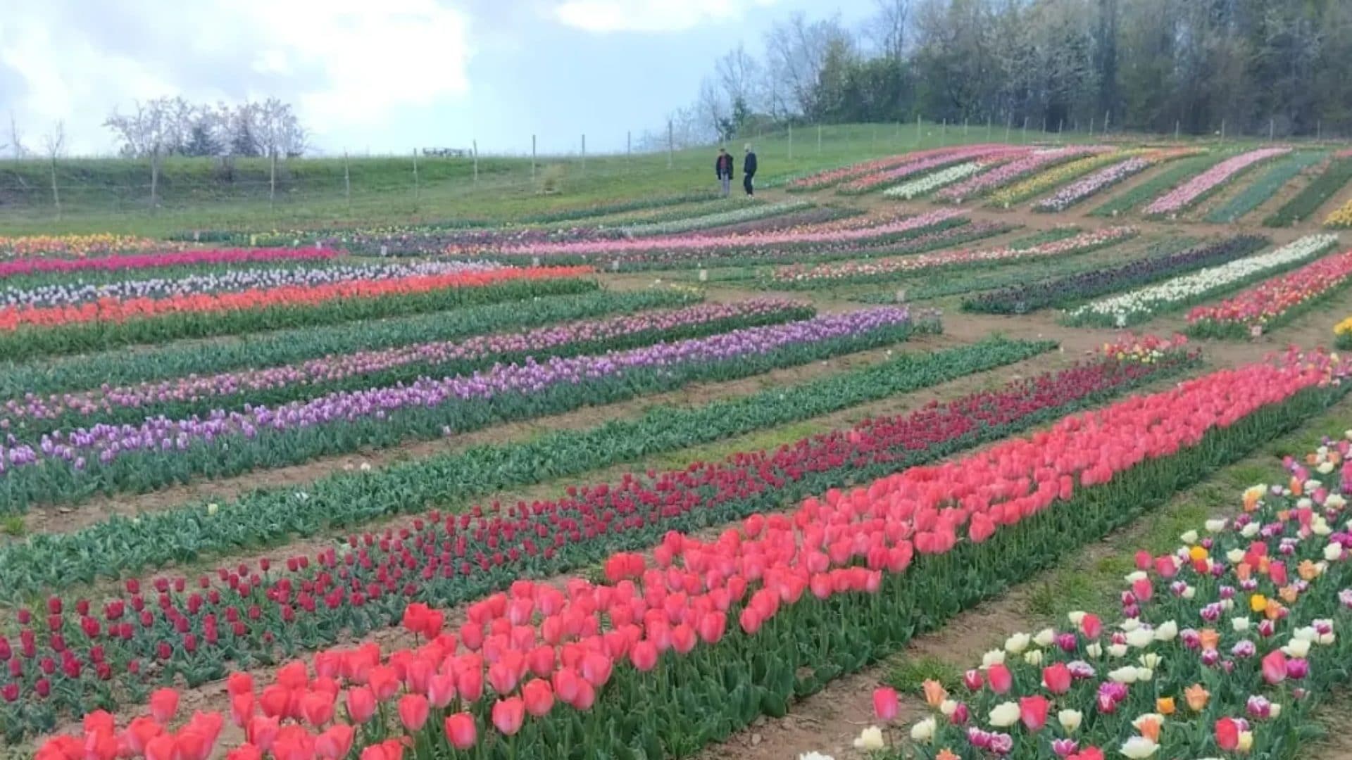 Giardino di Rosero, Torino