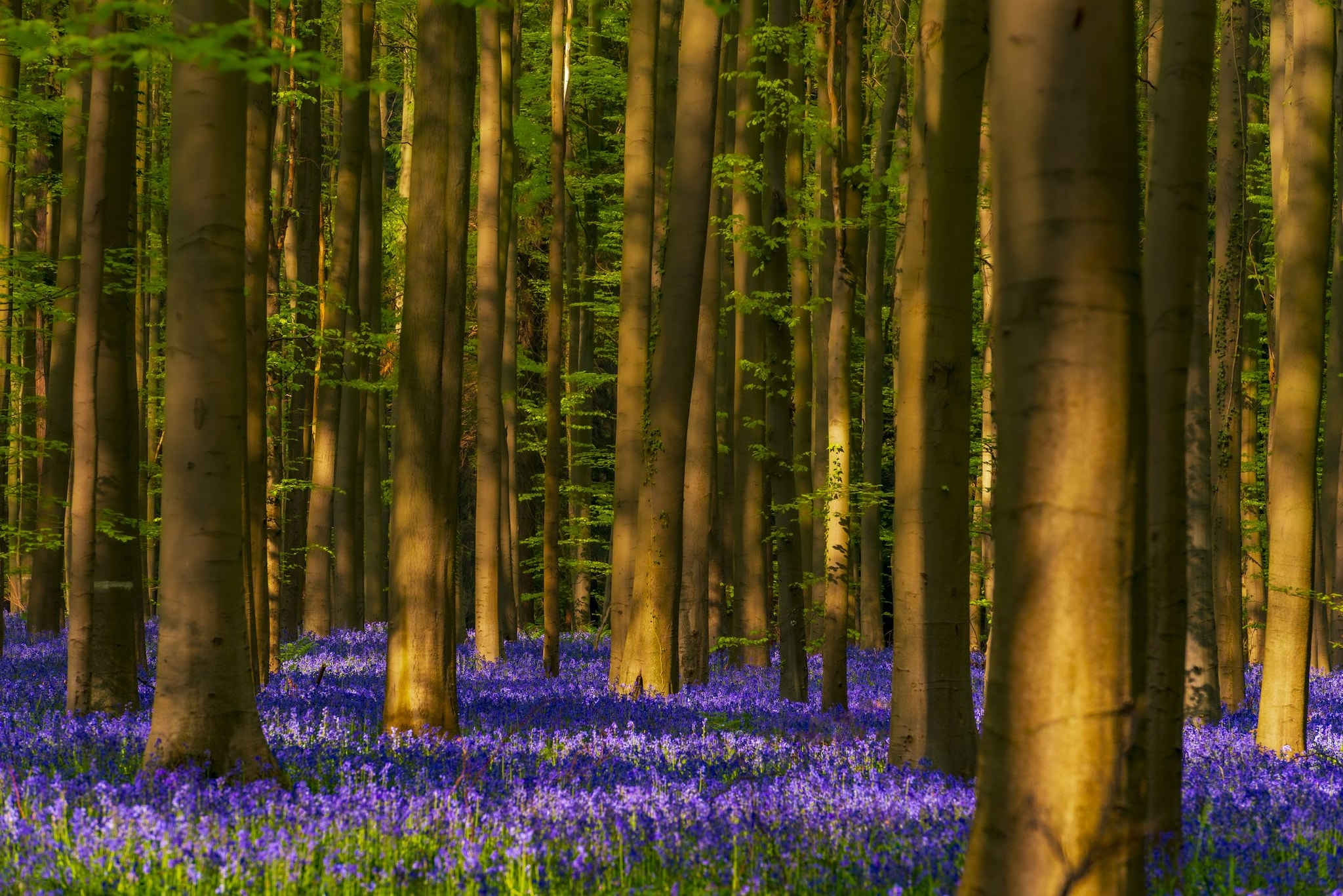 Hallerbos, Belgio
