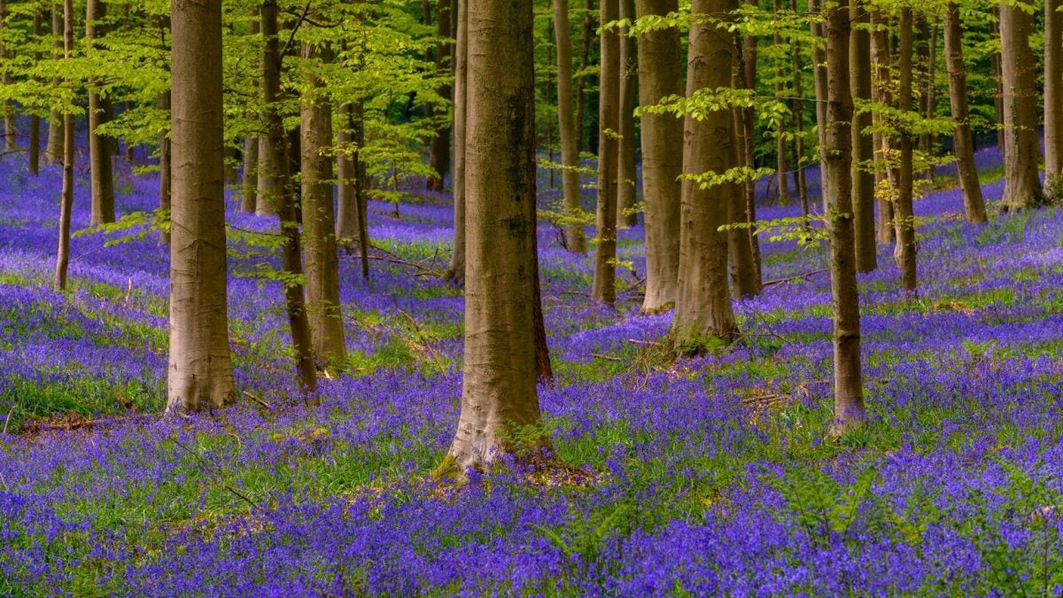 Hallerbos, Belgio