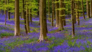 Dove si trova la "Foresta Blu", che in primavera diventa una grande distesa blu-violacea