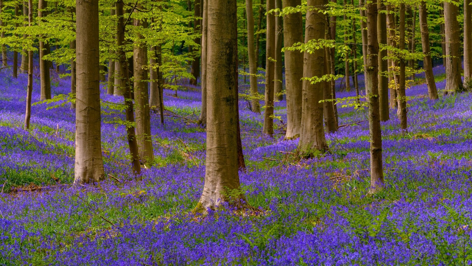 Dove si trova la "Foresta Blu", che in primavera diventa una grande distesa blu-violacea