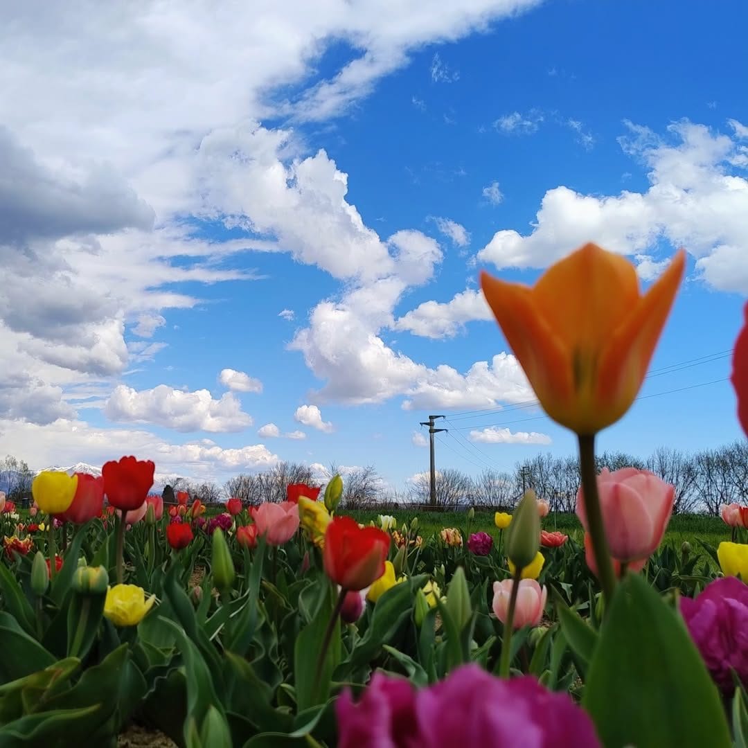 I tulipani di Favria