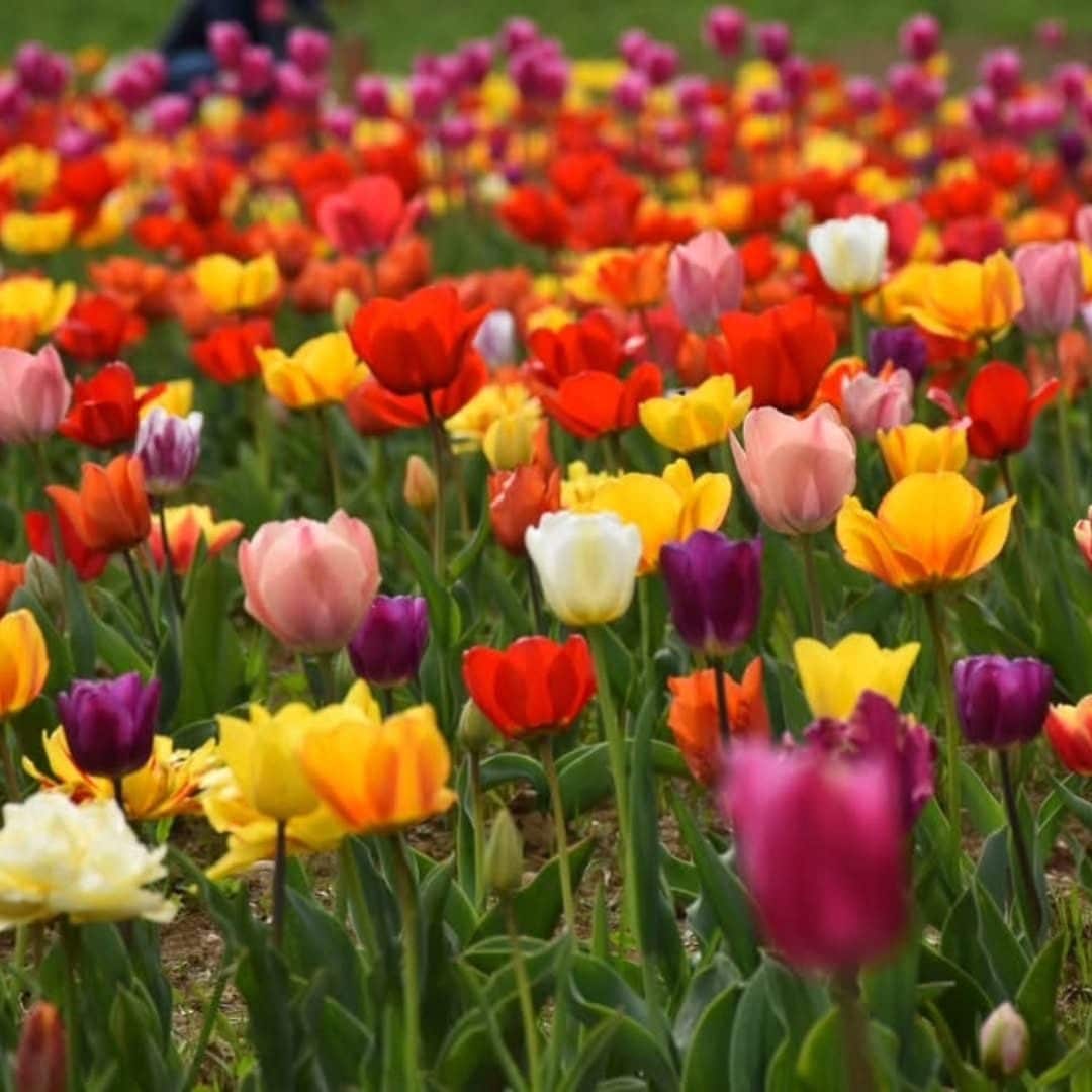I tulipani di Giardino di Rosero