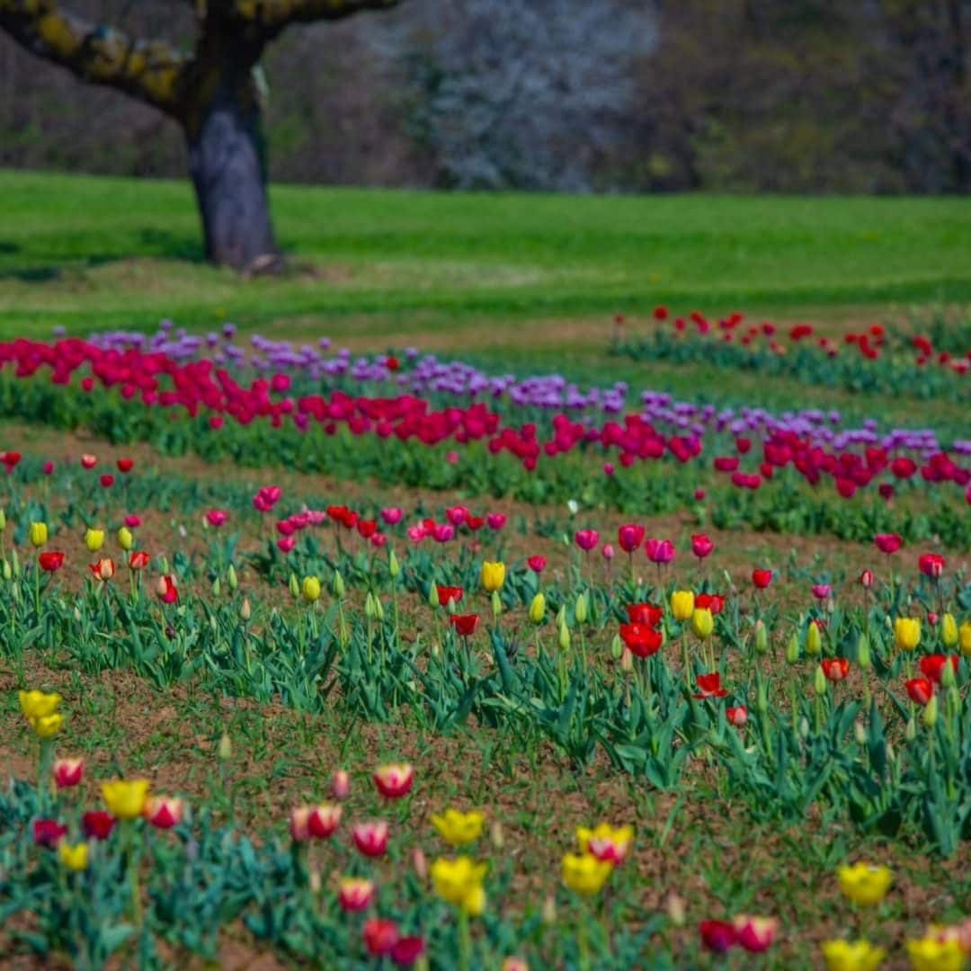 I tulipani di Rosero