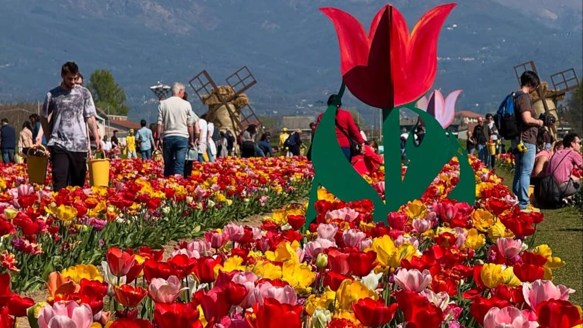 Riapre il Villaggio dei Tulipani a Favria: dal 28 marzo sarà possibile ammirare le enormi distese colorate