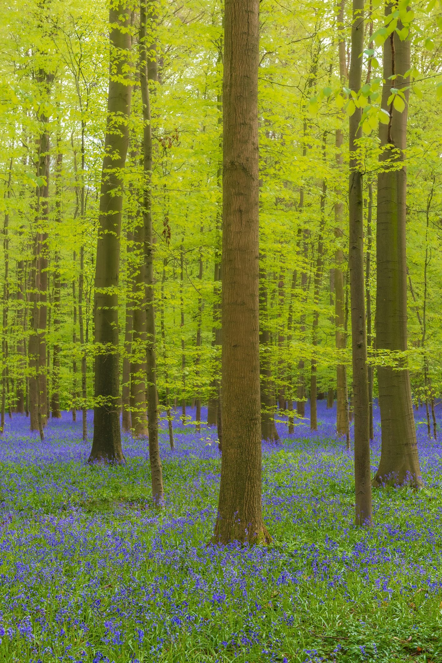 Il contrasto di colori della foresta di Hallerbos