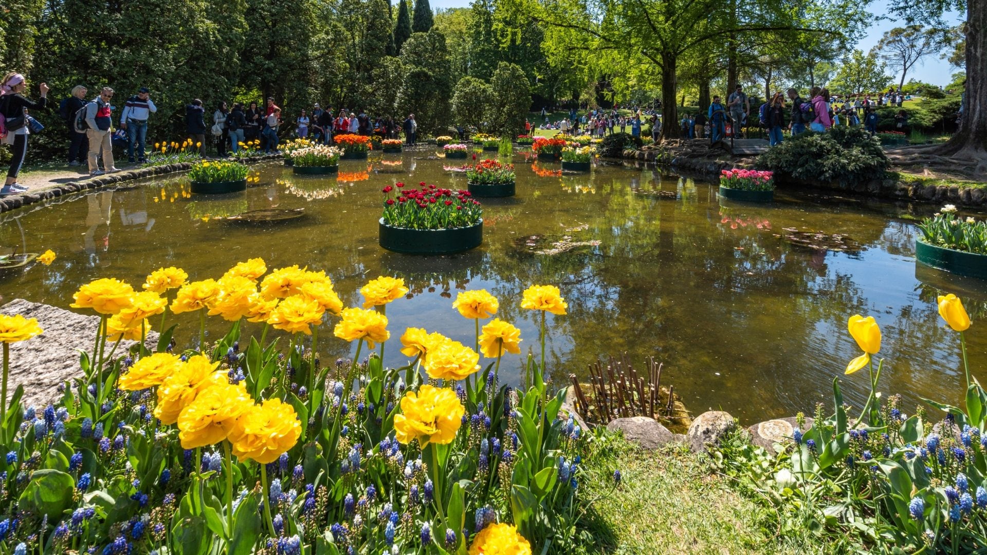 Riapre oggi Parco Sigurtà, uno dei giardini più belli al mondo con oltre un milione di tulipani