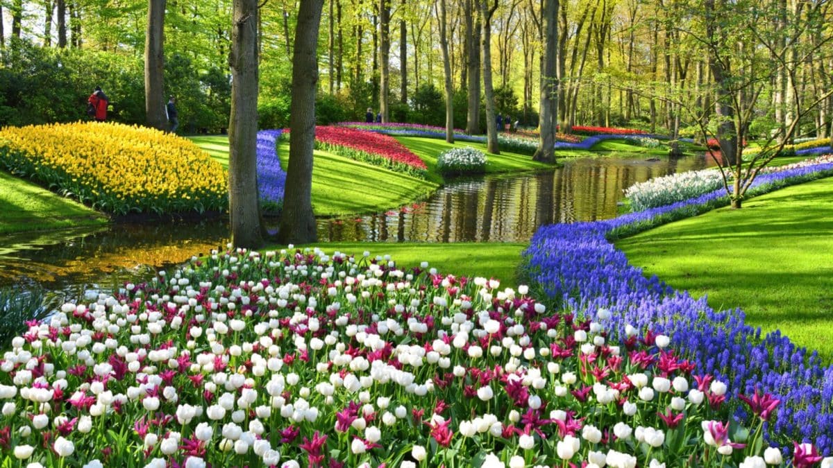 Keukenhof, Lisse
