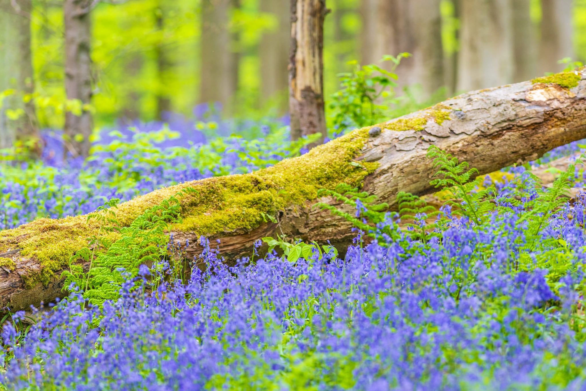 La vegetazione di Hallerbos