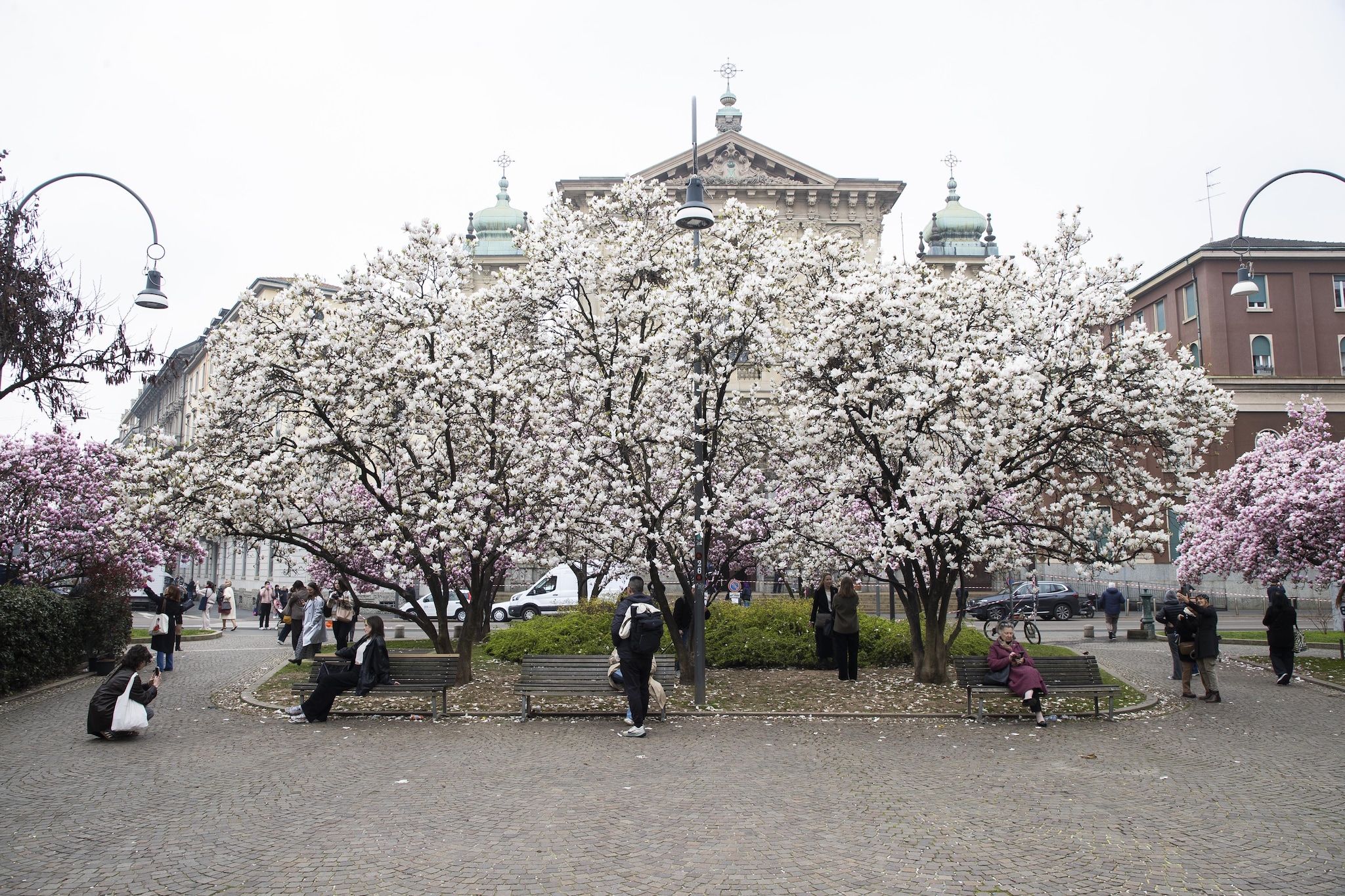 Milano, la fioritura di via Tommaseo