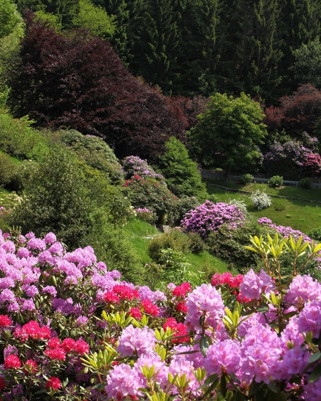 Oasi Zegna e i fiori di rododendro