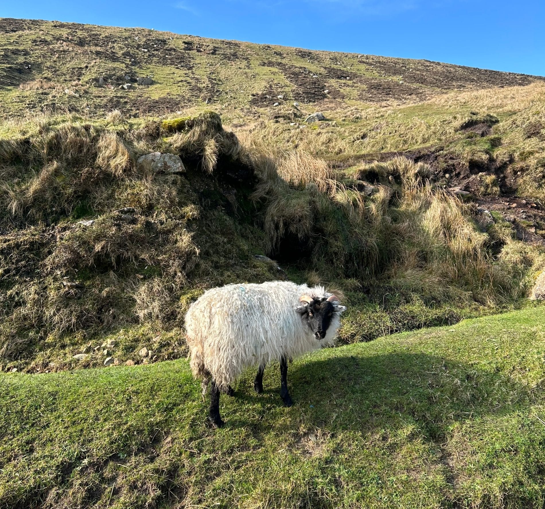 Una delle tante pecore di Achill Island